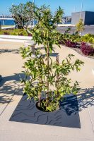 Custom tree grate with waterways perforation, powdercoated in Textura Monument.