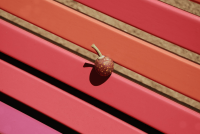 Colourful painted battens derived from the ripening fruit of the fig trees. Image courtesy of Kirsty Kendall