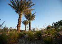 The Savanna in the Global Collection Garden. Photo: Michael Tims.