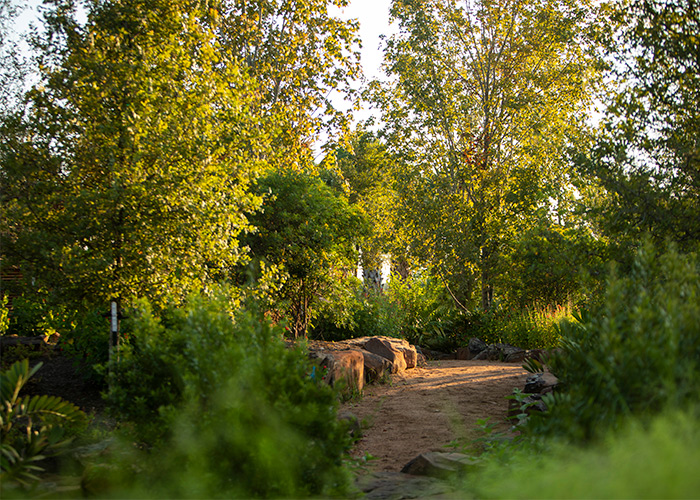 Upland Forest in the Global Collection Garden. Photo: Michael Tims.