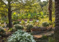 Looking toward the Tropical Heart in the Global Collection Garden. Photo: Michael Tims.