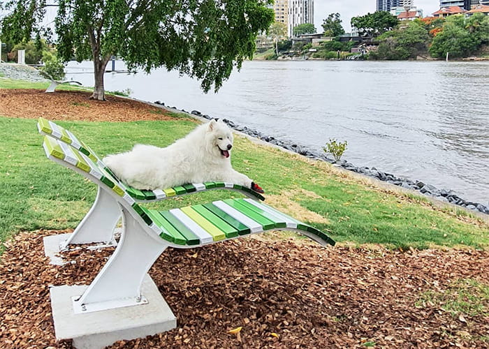 Mall Sun Lounge with Samoyed. Photo: Instagram @eskimo_the_samoyed